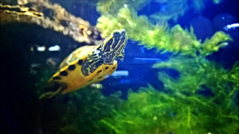 Effective Guide on How to Clean a Turtle Tank for a Healthy Habitat