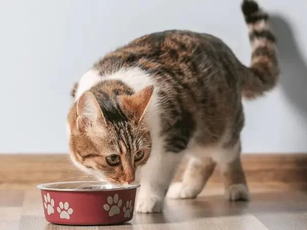 Best Diets for Senior Cats and Aging Pets: Nutrition Tips for Healthy Aging