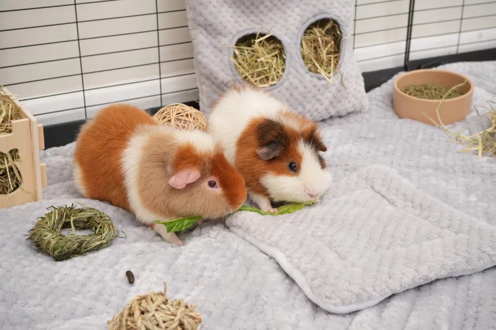 Choosing the Best Bedding for Guinea Pigs: Comfort, Safety, and Care Tips