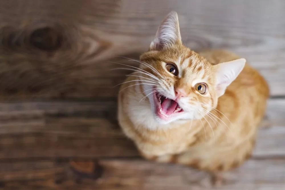 Recognizing Signs of Stress in Cats to Improve Their Well-Being