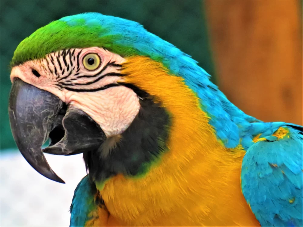 How to Clean a Bird’s Beak Safely and Effectively