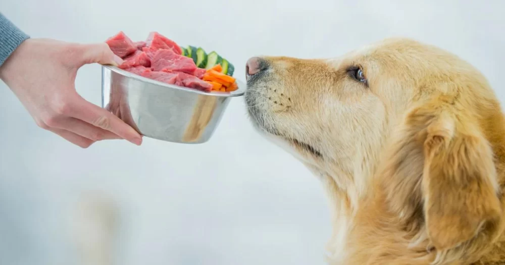 How to Choose the Best Dog Foods for Sensitive Skin to Improve Your Pet’s Comfort