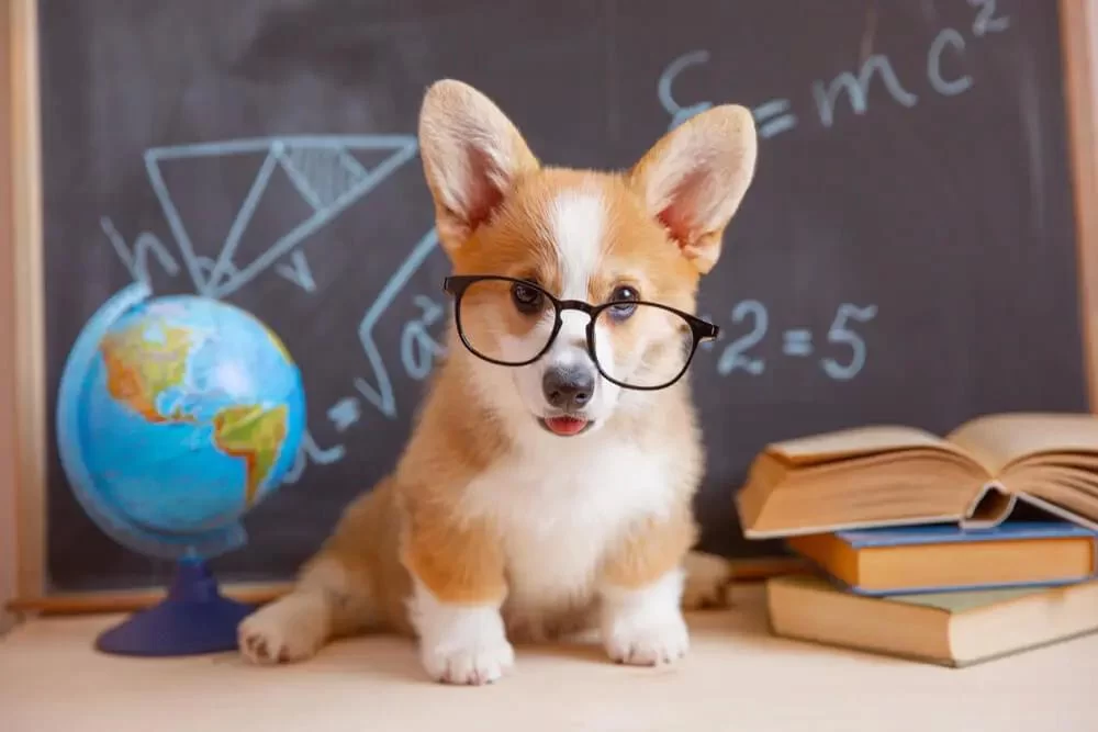 Choosing the Best Dog Food for Puppies to Support Healthy Growth and Development