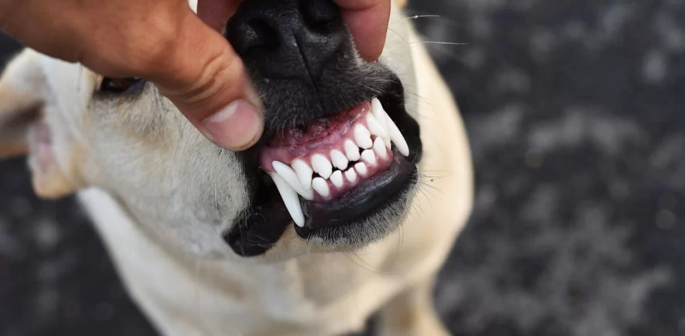 Recognizing Early Signs of Dental Disease in Dogs and How to Protect Their Oral Health