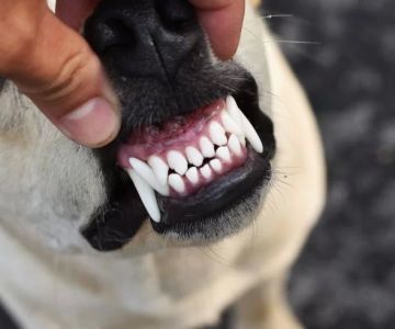 Recognizing Early Signs of Dental Disease in Dogs and How to Protect Their Oral Health