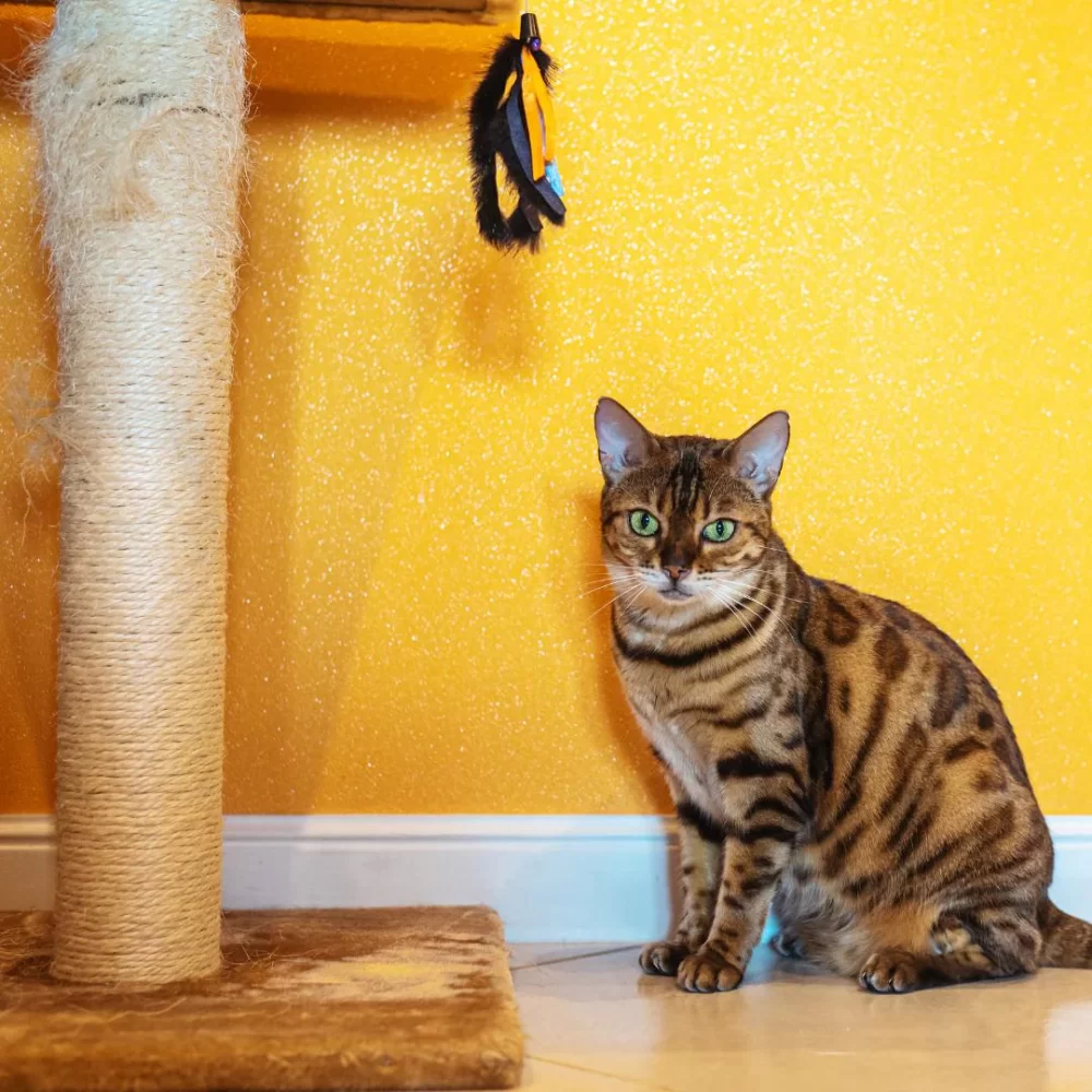 How to Build a Durable and Effective Cat Scratching Post for Your Feline Friend