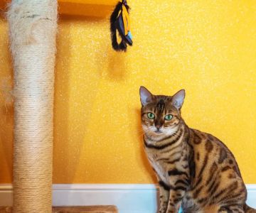 How to Build a Durable and Effective Cat Scratching Post for Your Feline Friend