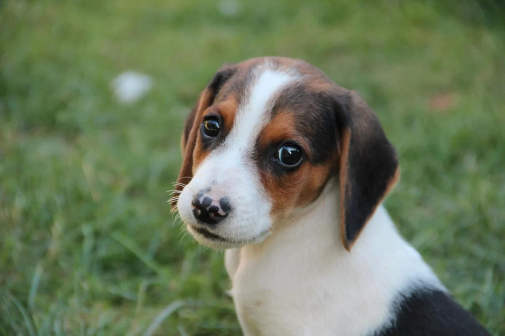 Discover the Best Dog Breeds for Active Families to Keep Up with Your Energetic Lifestyle