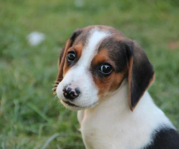 Discover the Best Dog Breeds for Active Families to Keep Up with Your Energetic Lifestyle