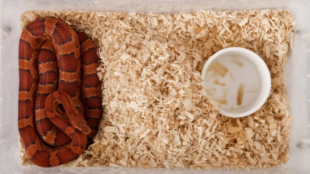 Choosing the Best Bedding for Pet Snakes and Reptiles: Safe and Comfortable Substrate Options