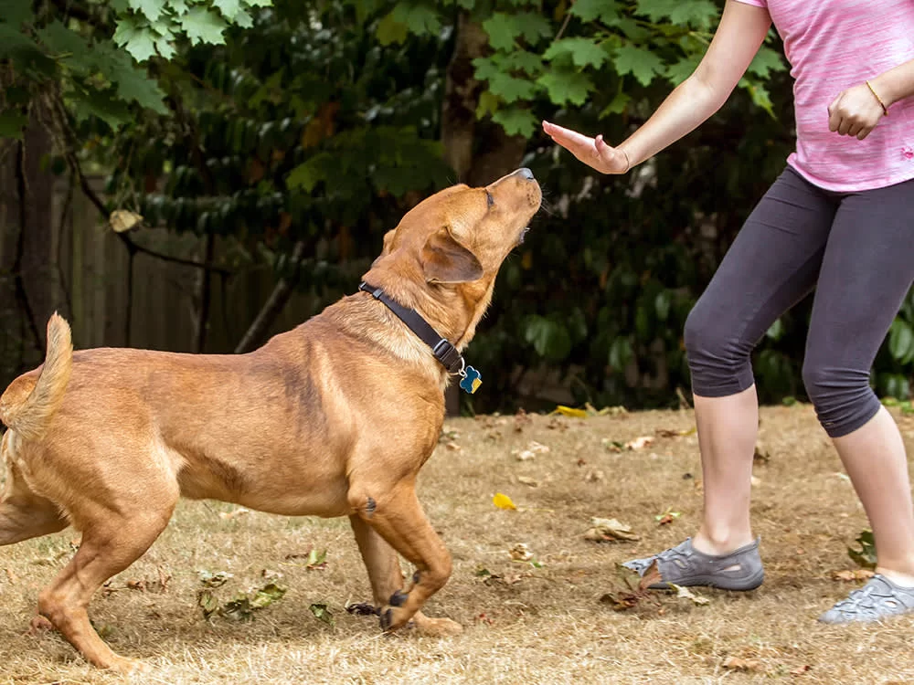How to Train a Dog to Stay in Place: Effective Techniques and Tips