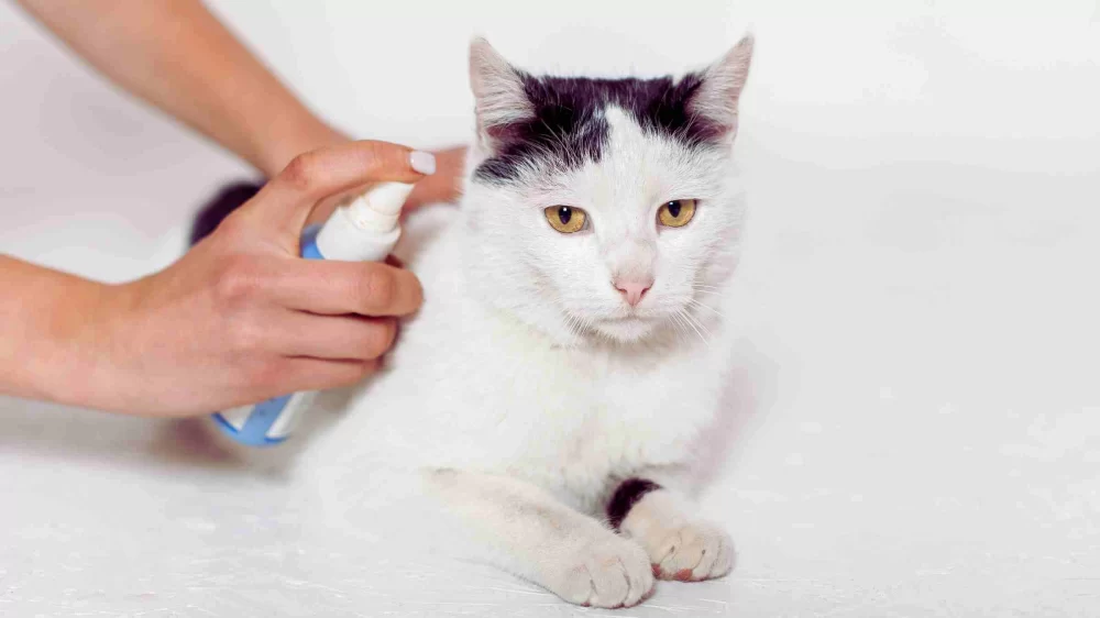 Effective Natural Flea Treatment for Cats: Safe and Gentle Solutions