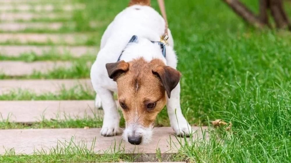 Practical Strategies for How to Socialize a Rescue Puppy Effectively