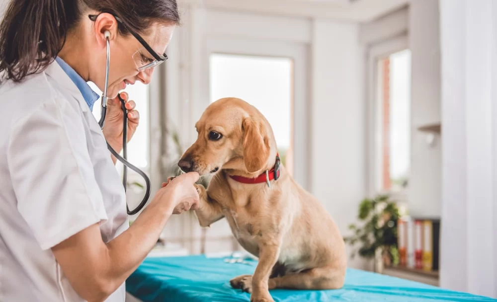 Are Veterinary Enemas Safe? Understanding Risks and Best Practices for Pet Care