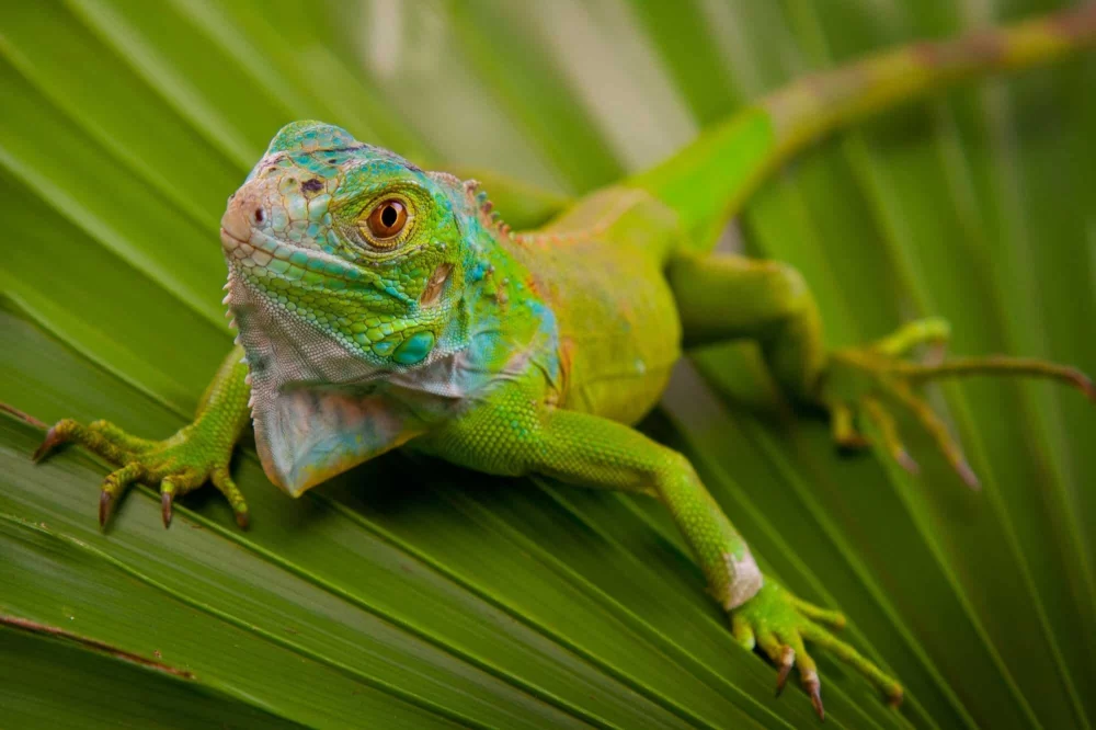 How to Care for a Pet Iguana: Essential Tips for a Healthy and Happy Iguana