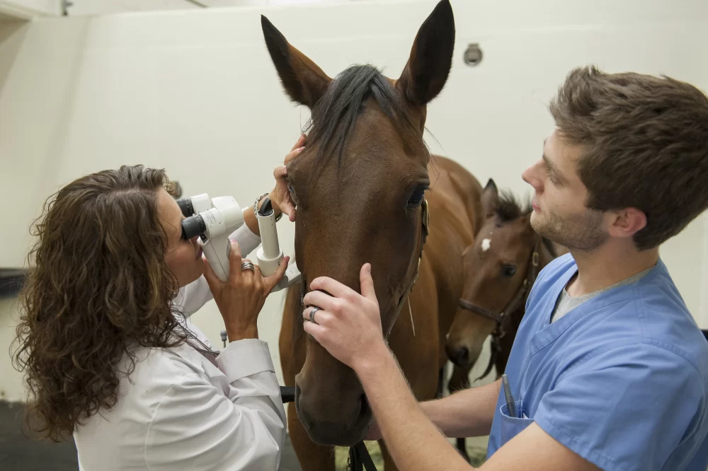 Does Ohio University Have a Veterinary Program? Exploring Your Options