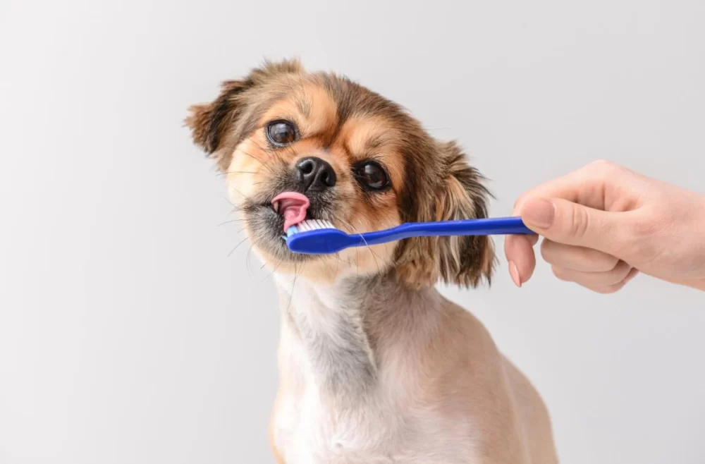 Effective Ways to Clean Dog Teeth Naturally for Healthy Oral Care