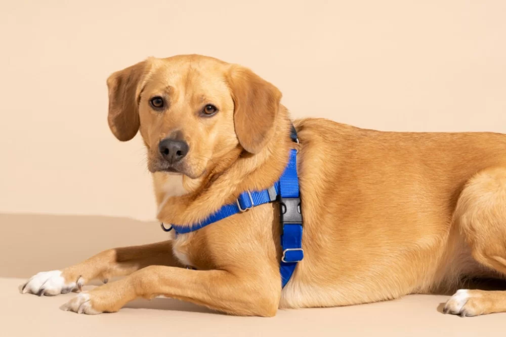 Best Dog Harnesses for Training Puppies: Tips and Top Choices
