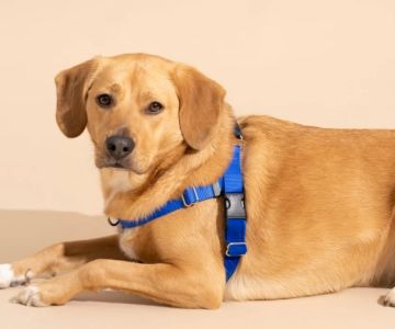 Best Dog Harnesses for Training Puppies: Tips and Top Choices