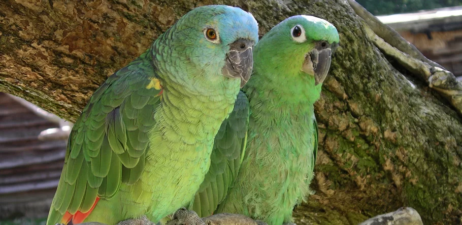 How to Train a Parrot to Talk: Effective Tips and Expert Advice