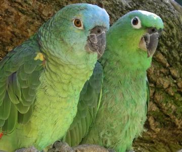 How to Train a Parrot to Talk: Effective Tips and Expert Advice