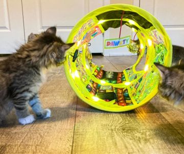 Best Toys for Cats Who Love to Hunt and Play – Expert Recommendations for Active Felines