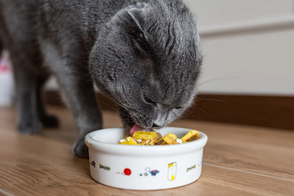 Homemade Treats and Special Diets for Diabetic Cats: A Complete Guide