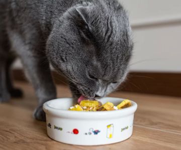 Homemade Treats and Special Diets for Diabetic Cats: A Complete Guide
