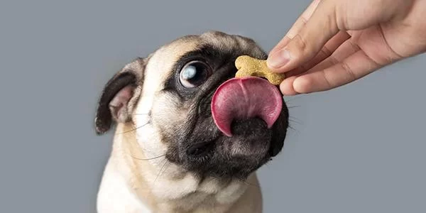 Best Dog Treats for Training: Healthy and Effective Rewards for Your Dog