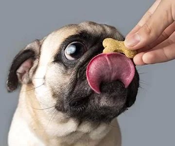 Best Dog Treats for Training: Healthy and Effective Rewards for Your Dog