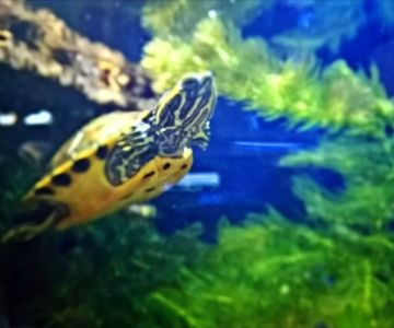 How to Clean a Turtle Tank Properly for a Healthy Habitat