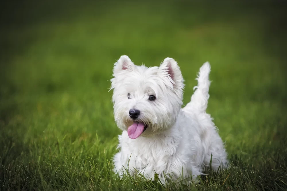 Best Dog Breeds for Elderly Owners and Low Maintenance Care