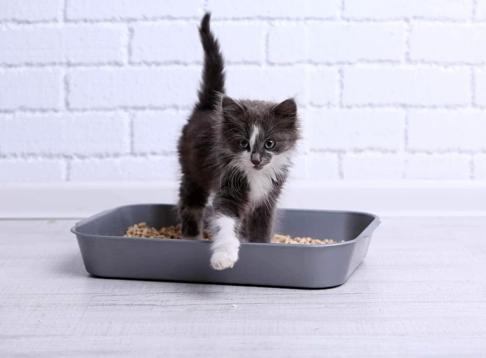 Choosing the Best Cat Litter for Multiple Cats with Superior Odor Control