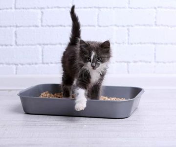 Choosing the Best Cat Litter for Multiple Cats with Superior Odor Control