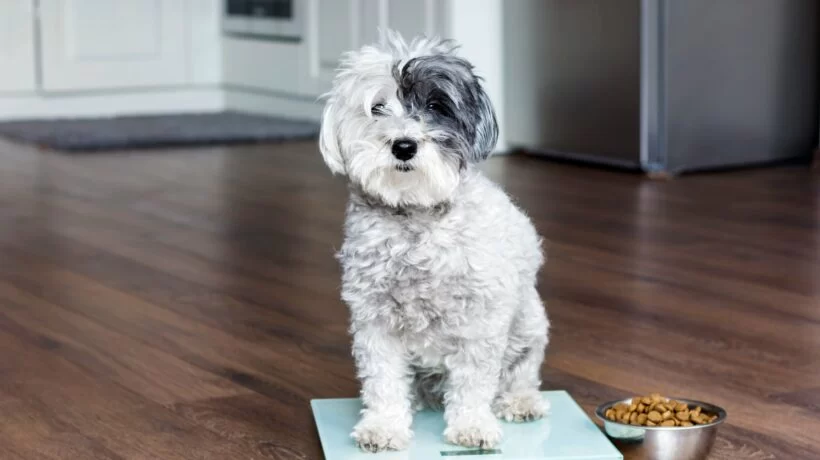 Best Dog Food for Weight Management and Healthy Weight