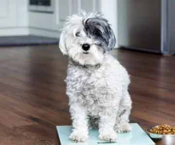 Best Dog Food for Weight Management and Healthy Weight