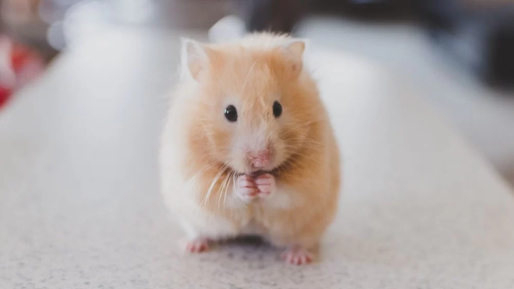 Common Health Problems in Hamsters and How to Prevent Them