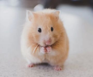 Common Health Problems in Hamsters and How to Prevent Them