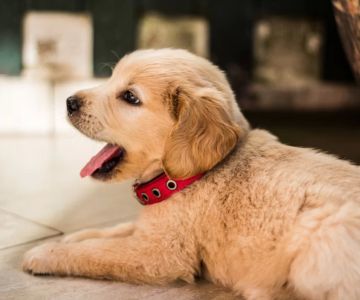 Best Vitamins for Puppies: Choosing the Right Supplements for Healthy Growth