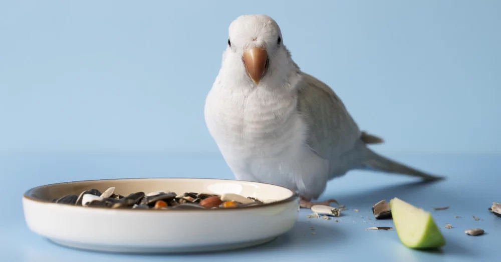 Homemade Bird Treats for Parakeets and Small Birds – A Complete Guide