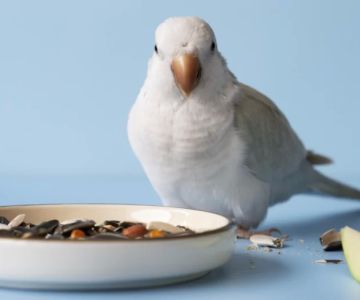 Homemade Bird Treats for Parakeets and Small Birds – A Complete Guide