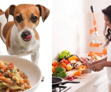 Homemade Dog Food for Sensitive Skin – A Complete Guide for Pet Owners
