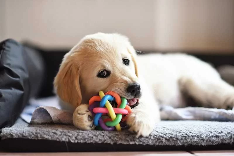 Best Toys for Dogs Who Love to Chew and Play