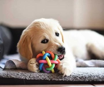 Best Toys for Dogs Who Love to Chew and Play