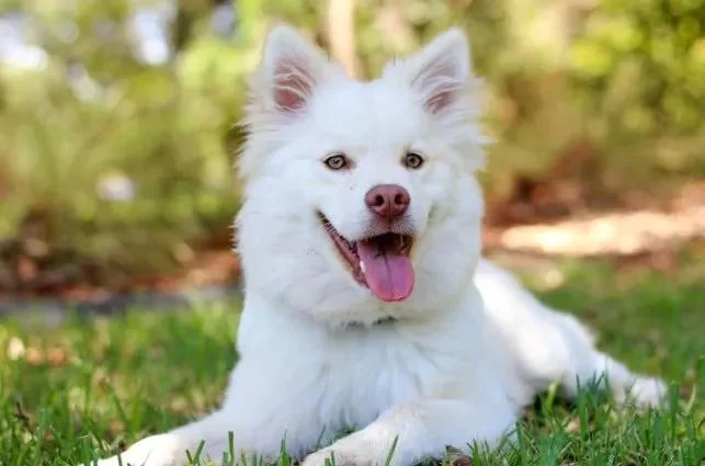 Recognizing Signs of Heart Problems and Disease in Dogs