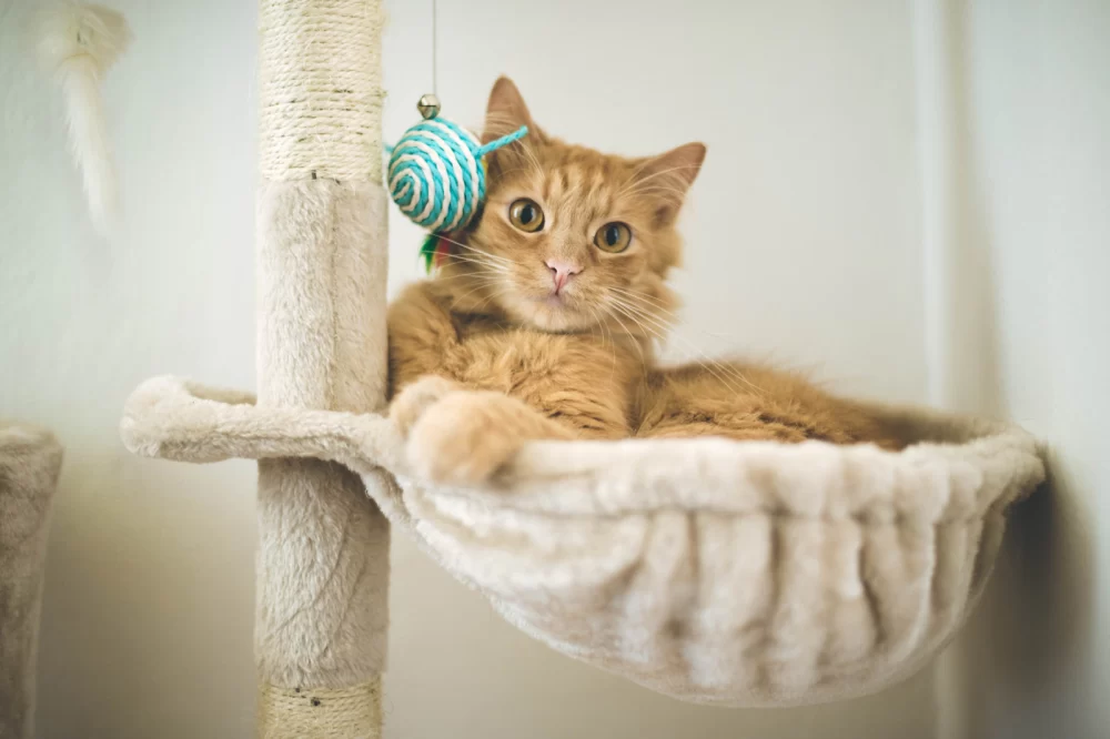 DIY Homemade Cat Toys with Feathers: Fun, Easy, and Engaging Projects