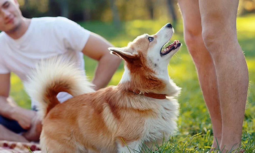 How to Stop Dogs from Jumping on Guests – Training Tips and Solutions