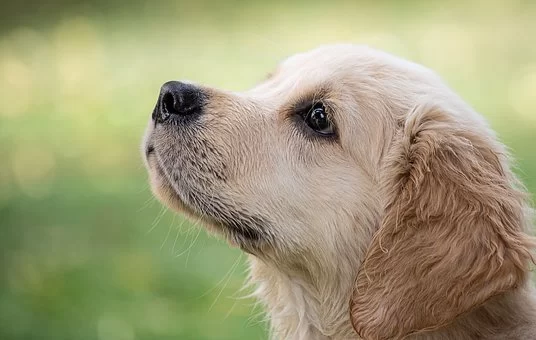 Natural Calming Supplements for Dogs – Help Your Dog Relax Naturally