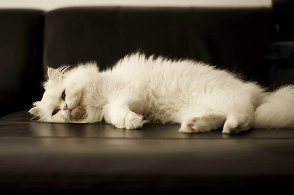 Signs of Kidney Disease in Cats – How to Identify and Act Early