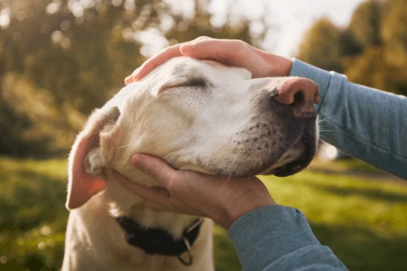 Comprehensive Guide on How to Care for a Senior Dog